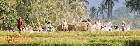 Op onze vakantie in Bali zwaaien pauzerende boeren vriendelijk.