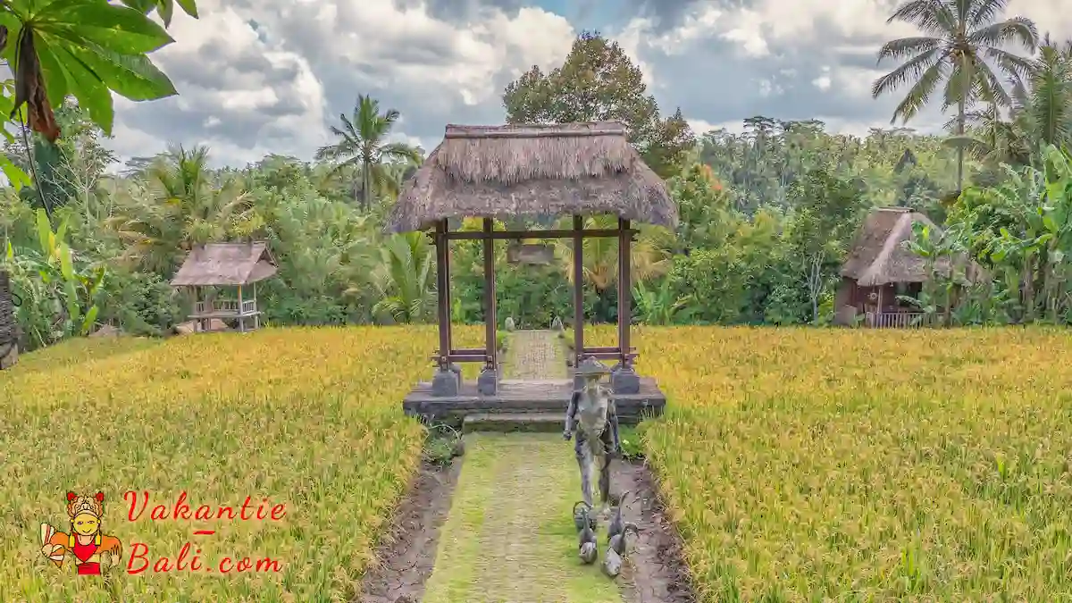 Poort tussen rijstveld.