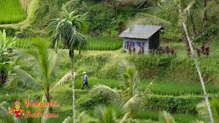 Rijstterrassen in mei.