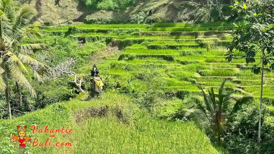 Offerplaats in de rijstterrassen van Tegallalang.