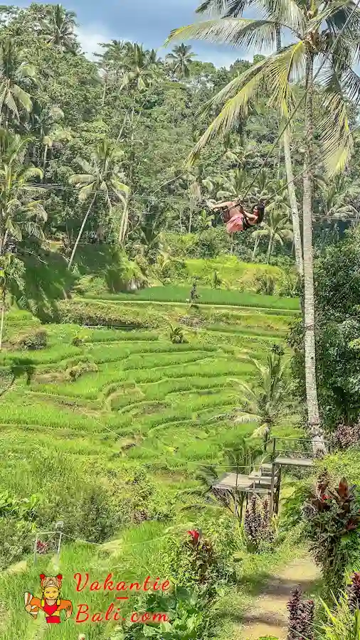 Schommelen over de rijstterrassen.
